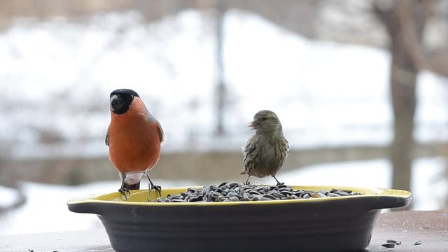 Many different birds on the bird feeder with seeds, in the month of april