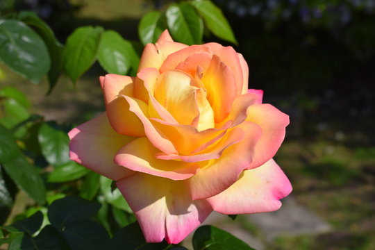 Floracion 이미지 – 찾아보기 1,179 스톡 사진, 벡터 및 비디오 | Adobe Stock