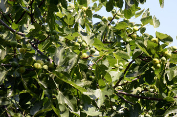 Frische Feigen am Baum