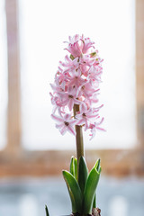 Three beautiful pink hyacinth in a pot with a vintage pattern on the window