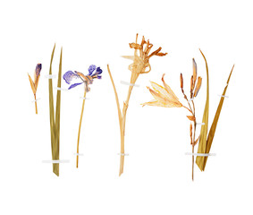 Set of wild dry pressed flowers and leaves