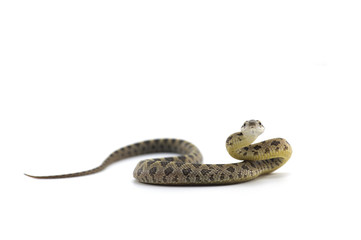 snake isolated on white background