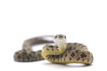 snake isolated on white background