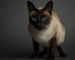 Siamese Cat