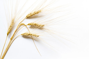 Barley ears on white background, close up
