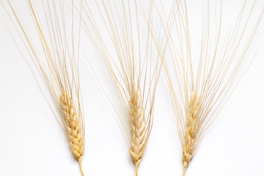 Barley ears composition on white background, close up