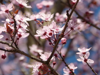 fleurs