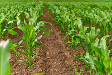 Fototapeta na wymiar field of fresh young corn stalks cornfield