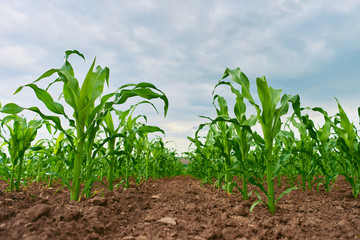 field of fresh young corn stalks cornfield