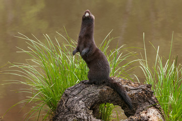 Adult American Mink (Neovison vison) Stands Up on Log