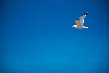 Obraz premium Flying Sea Gull On A Clear Blue Sky