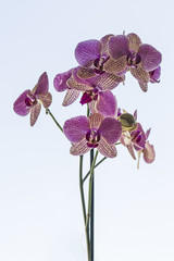 Fototapeta premium Purple orchid flowers with white stripes.
