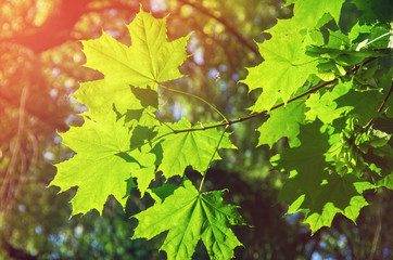 green leaves on the green backgrounds