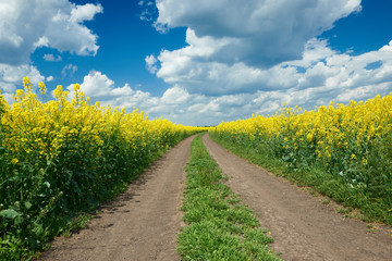 Fototapeta na wymiar Road in yellow flower field, beautiful spring landscape