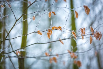 Close up of beech leaves with hoarfost in winter forest