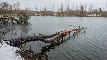 Winter landscape river and fallen trees panorama