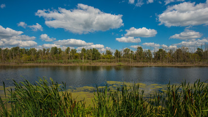 Beautiful river landscape and forest in summer panorama.