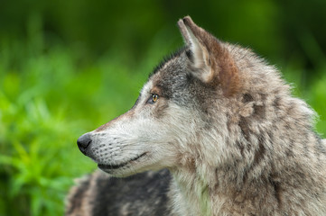 Fototapeta premium Grey Wolf (Canis lupus) Looks Left