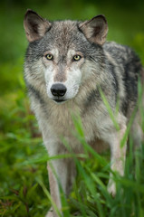 Naklejka na ściany i meble Grey Wolf (Canis lupus) Looks Forward