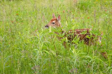 White-Tailed Deer Fawn (Odocoileus virginianus) Stands in Grass