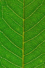 Texture of a green leaf as background