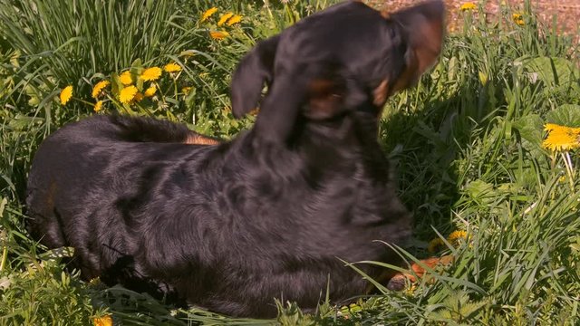 Berger de Beauce a l'ext&eacute;rieur UHD 29,97 fps 