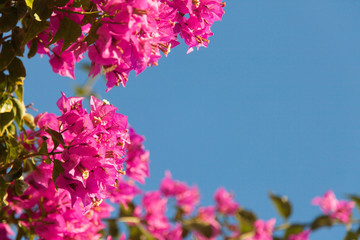 Frame of pink bougainvillea flowers on blue sky background.