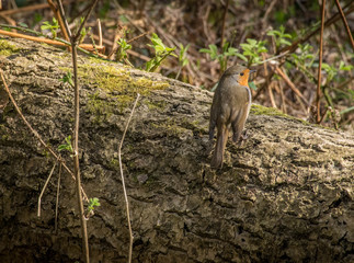 robin