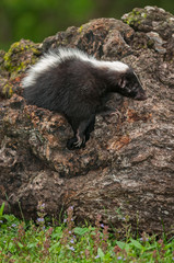 Striped Skunk (Mephitis mephitis) Clambers Right from Within Log
