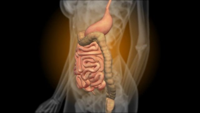 X-ray of the gastrointestinal tract. Radiography of the stomach