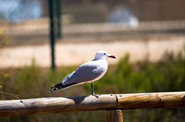 Ichthyaetus audouinii, endangered specie. Colonia in Murcia, in the Regional Park of the Salinas and arenales of San Pedro of Pinatar, in the Mar Menor, Spain.
