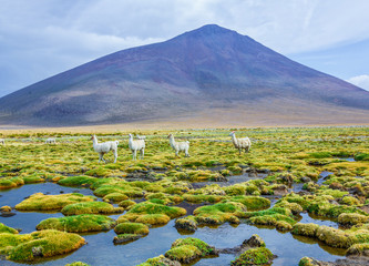 Alpaca family grazing in the desert plateau of the Altiplano, Bolivia - Latin America - 143098152