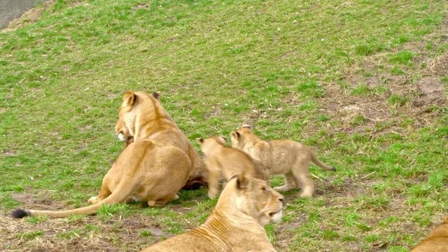 Group of lions with cubs lying in the grass