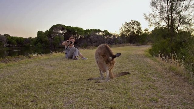 Touristin fotografiert frei lebendes K&auml;nguru, im Vordergrund kratzt und putzt sich das K&auml;nguru, im Hintergrund fotografierende Frau, West Australien, Perth, Australien
