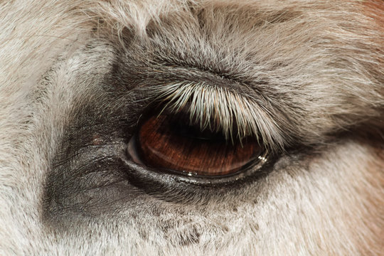 Zwergesel Esel - Equus asinus - Auge Detail