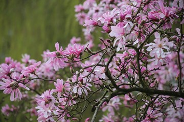 Ast einer rosa sternförmigen Magnolie (Magnolia Loebneri, Leonard Messel) vor grünem Hintergrund