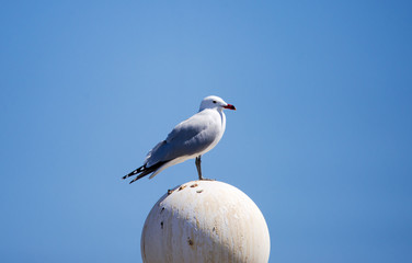 Ichthyaetus audouinii, endangered specie. Colonia in Murcia, in the Regional Park of the Salinas and arenales of San Pedro of Pinatar, in the Mar Menor, Spain.