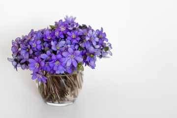 Hepatica purple flowers in a small glass vase on white background.