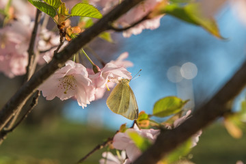 Sulphur butterfly on cherry blossom during spring with selective focus