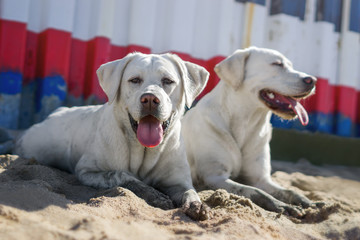 Zwei weiße junge Labrador Retriever Hunde liegend am Strand 