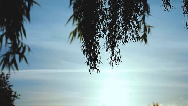 branches and leaves of a weeping willow tree moves in the wind during sunset on a spring day in backlight