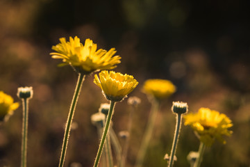 Desert Marigold Wildflowers