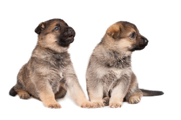 German sheepdogs puppies isolated on white background