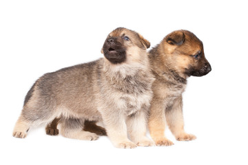German sheepdogs puppies isolated on white background