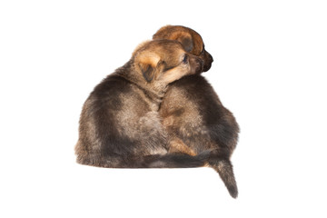 German sheepdogs puppies isolated on white background