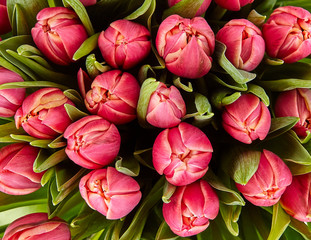 bouquet of tulips. fresh spring flowers with water drops. floral backdrop