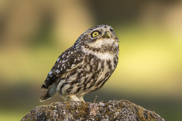 littel owl