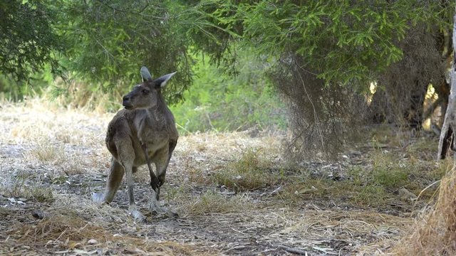 Känguru beim fressen, steht auf den Hinterläufen und bewegt den Kopf hin und her, Westaustralien, Australia, Australien, Western Australia, Down under