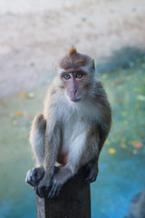 Adult Long-tailed or Crab-eating macaque portrait, Krabi, Thailand