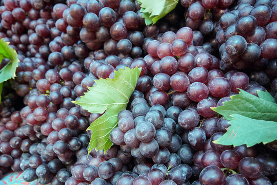 A Big Pile Of Harvested Purple Grapes